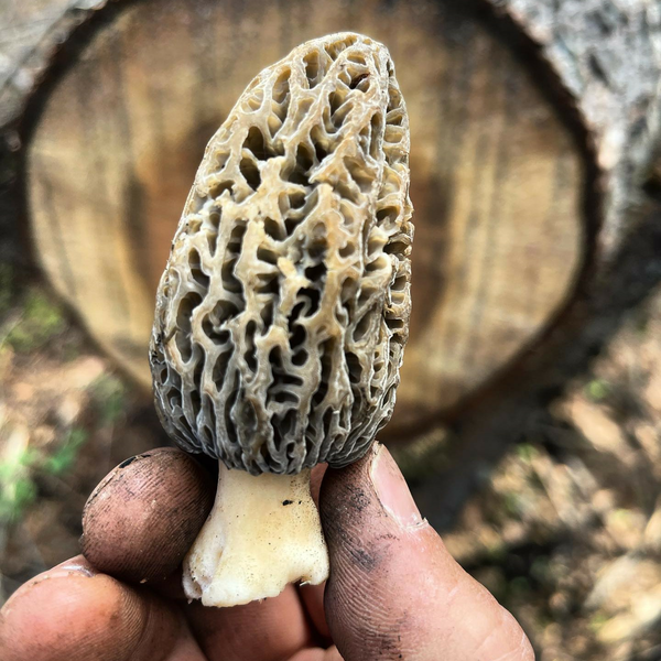 Truffle Mushroom