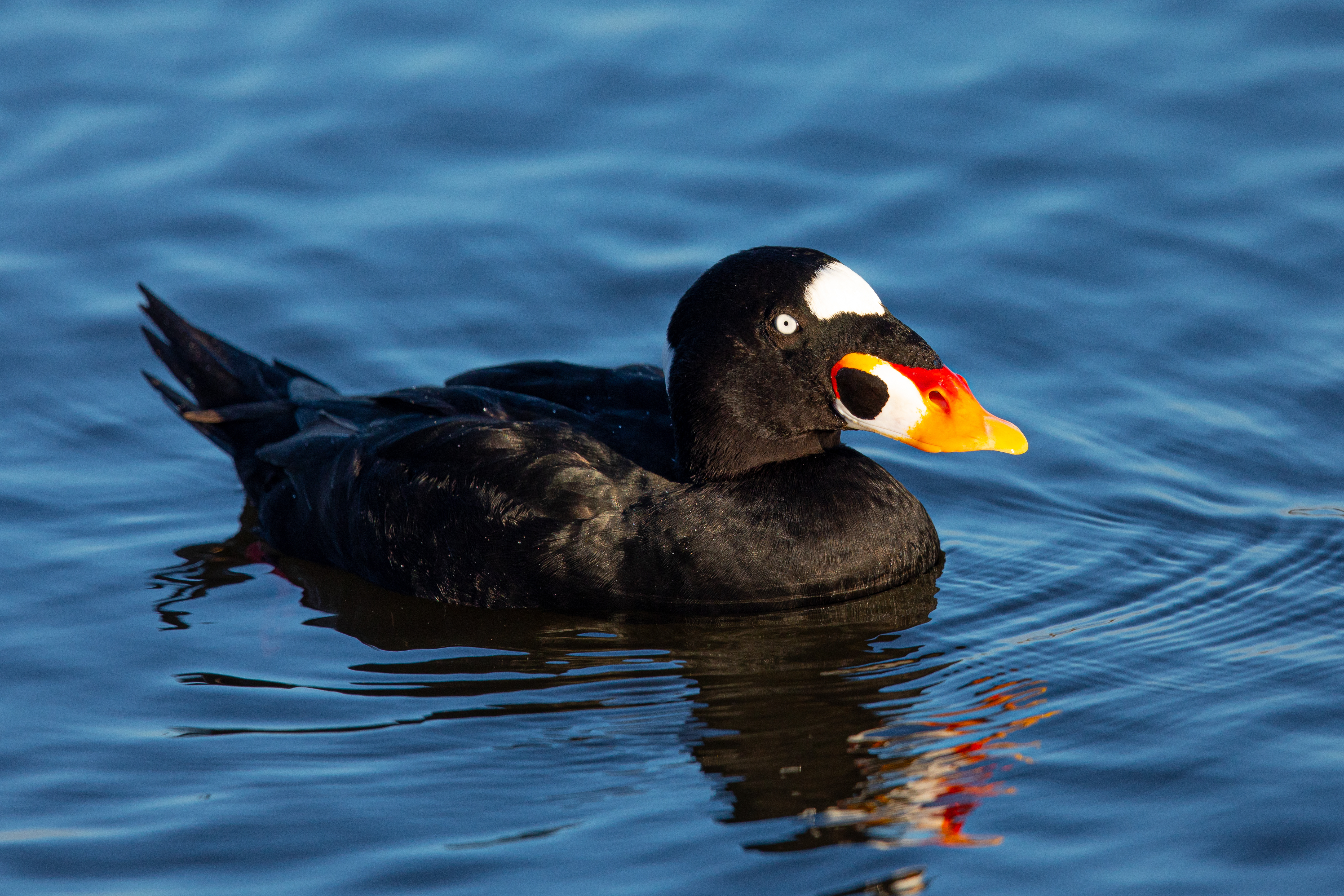 guided duck hunting trips near me