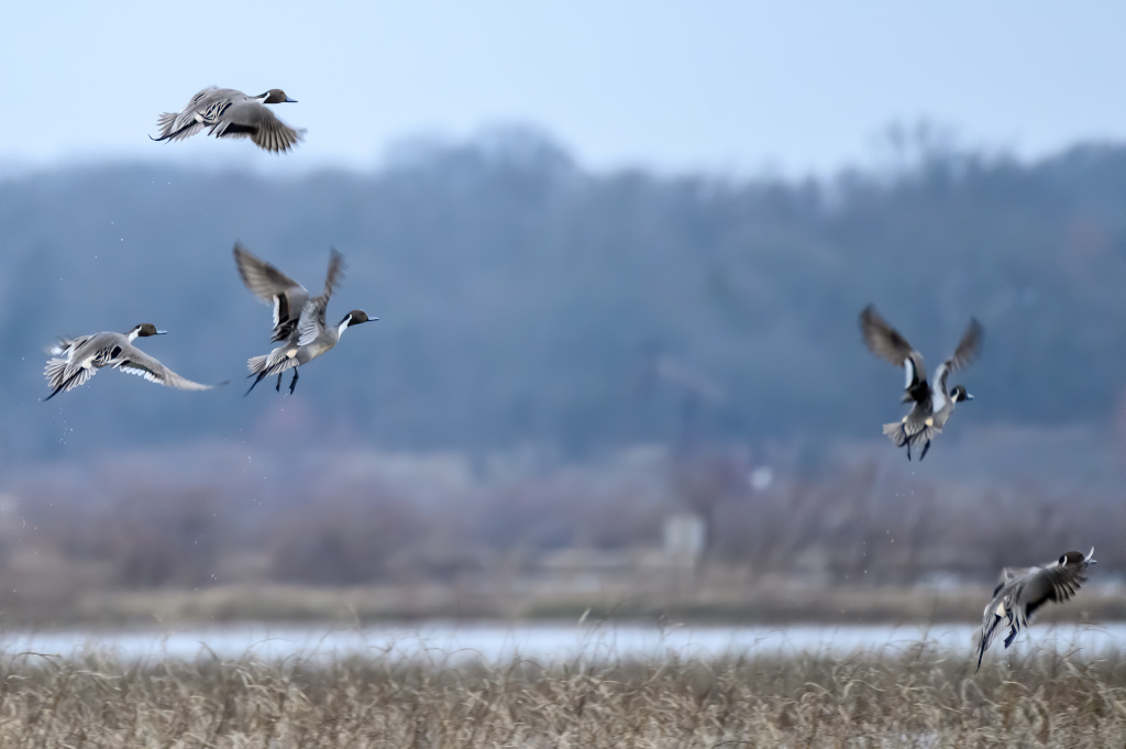 guided duck hunting trips near me