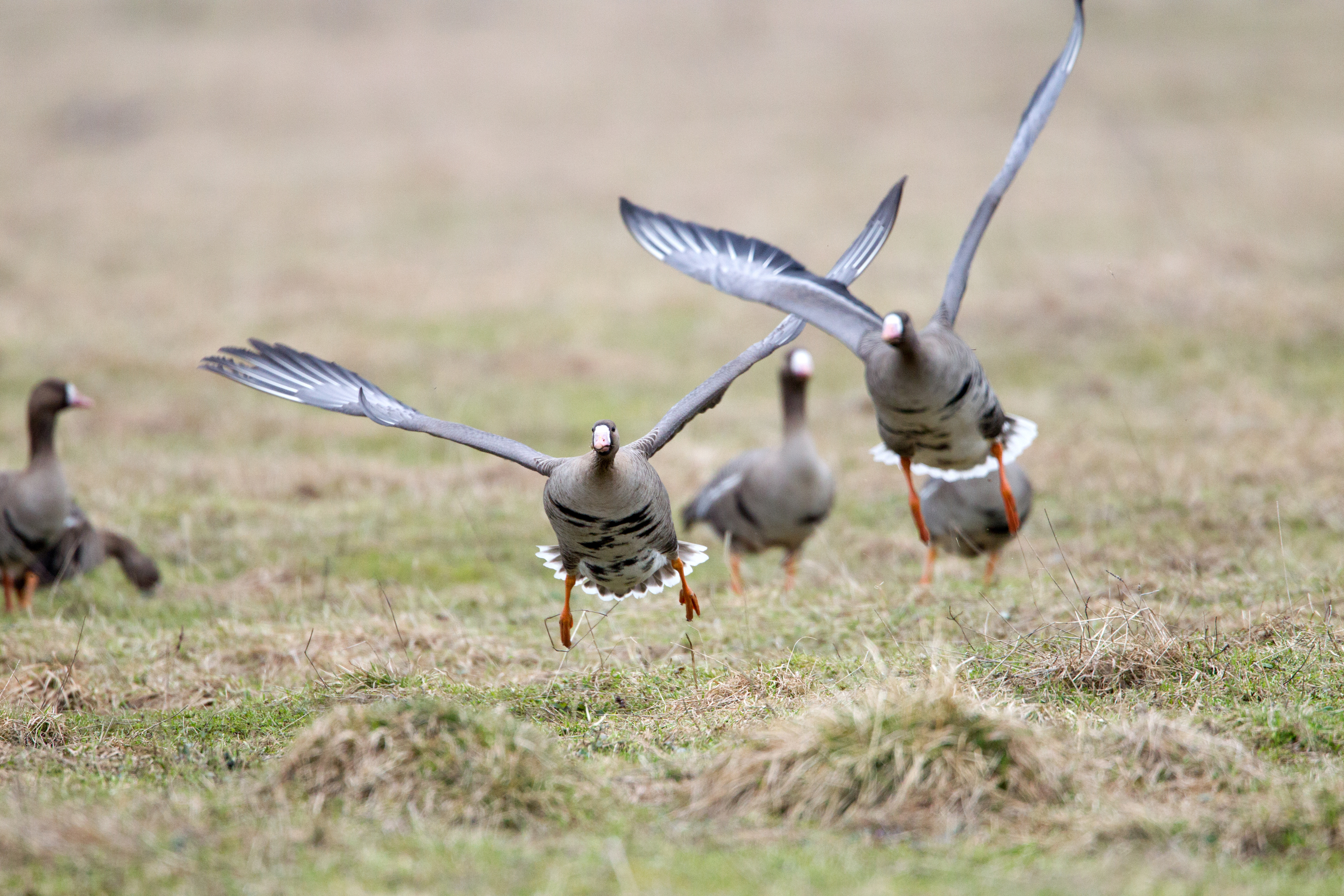 guided duck hunting trips near me