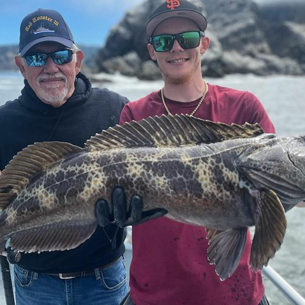 Lingcod